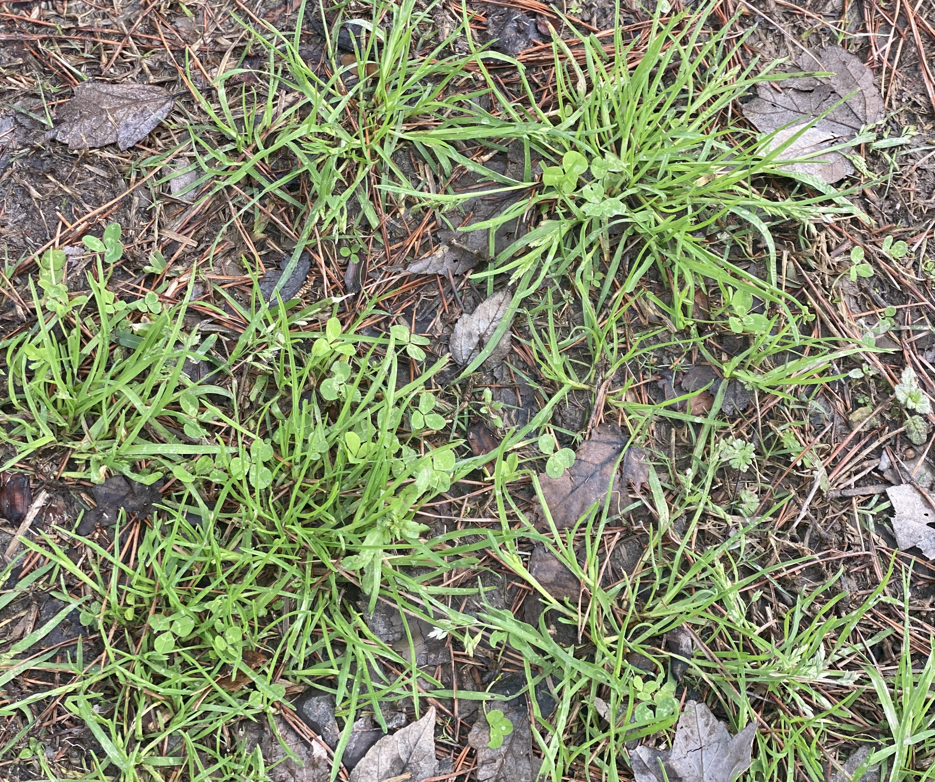 For a beautiful lawn in the spring, get to work now